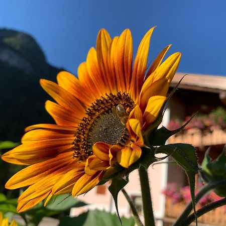 Cesa Mandi e Miky Canazei Exterior foto